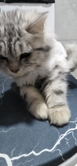 Kitten for adoption قطط للتبني