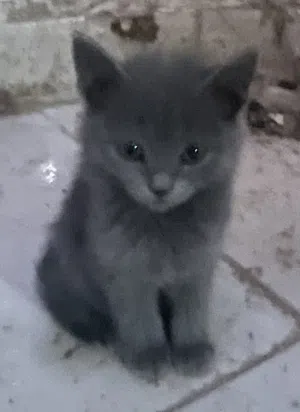 قطط صغيره شيرازي للبيع بسعر رمزي