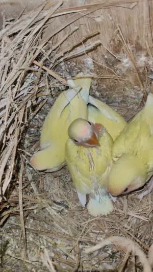 اينو لاتينو