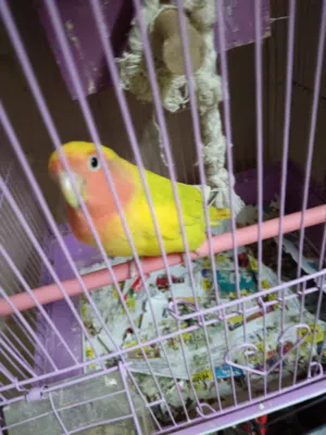 Rosy lovebirds 2 males (price is negotiable) in Al - Khobar