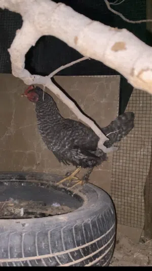 يوجد دجاجه تحتها 17الفلوس و فروج كبير ودجاجه ويوجد زوز اناتي بركديلو ويوجد زوز كوبيات حمام