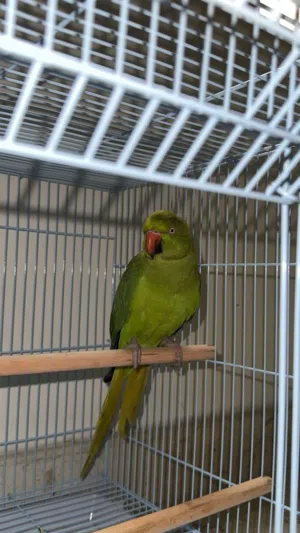 طير متوه متربي حجم ونظافه