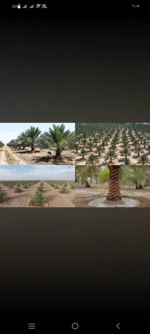 علاء سيد 
