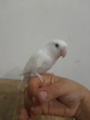 طير حب البينو