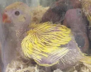 Parrot ringneck baby