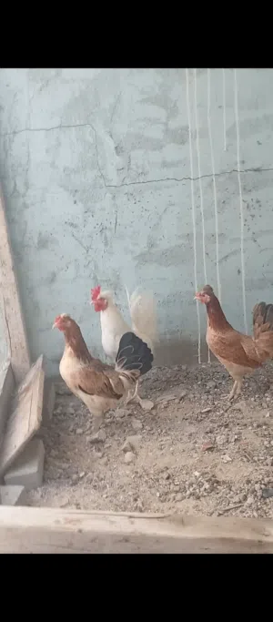 دجاج اصل الكويتي للبيع مستواهن معروف ماشاءالله