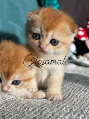 كتن سكوتش و بريتش جولدن ny12  للحجز لحين الفطام لجادين