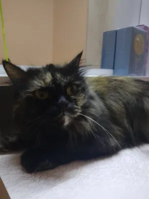 pregnant cat argent sell