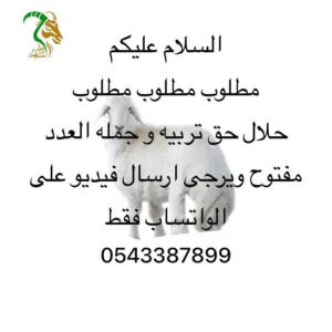 مطلوب حلال