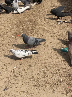 حمام قلابي قطيفي