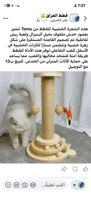 خرماشت قطط