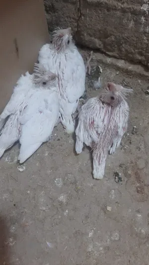 طيور كوكتيل افراخ البينو ابيض طلك عيون حمر فول الفول ماشالله