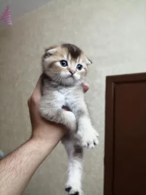 سكوتش فولد جولدن Ny25 الريلز موضح كل اشي