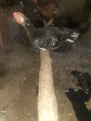 دجاجه عرب