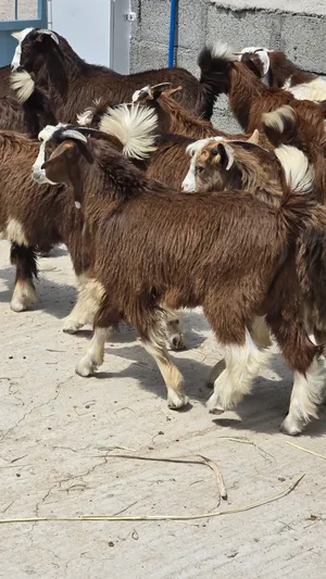 ‏غنم‏4