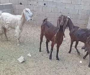9معزه اعشار