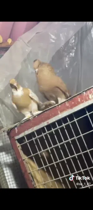 كوبيا شقلاب
