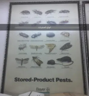 شركة مكافحة حشرات بمكة تنظيف كنب وسجاد تنظيف خزانات بمكة