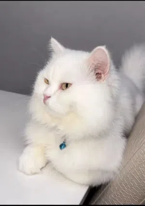قطط شيرازيه للبيع