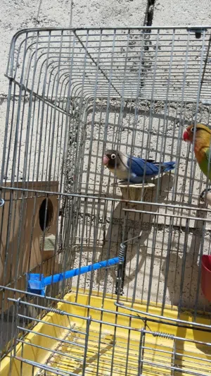 جوز فيشر مع اربع مخاليف كبار اللوان مميزه جوزين روز مع مخلف البيع بدون قفاص كواخ فقط