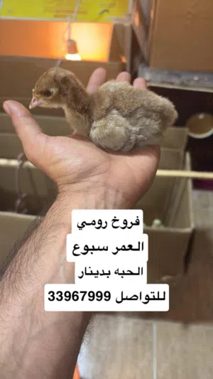 فروخ رومي دجاج