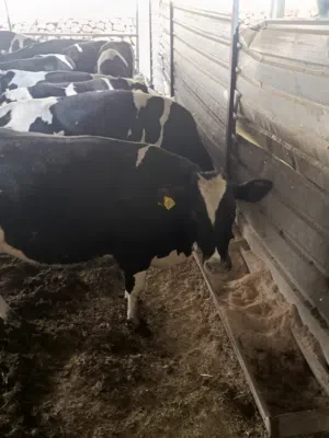 ابقار هولشتاين