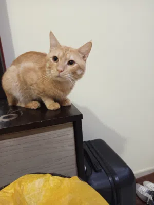 Cats for adoption