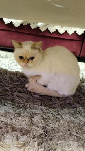 قطه هملايه