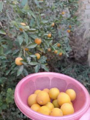 Farm Land for Sale in Karbala Other