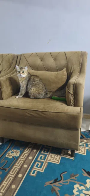 British short hair cat for free