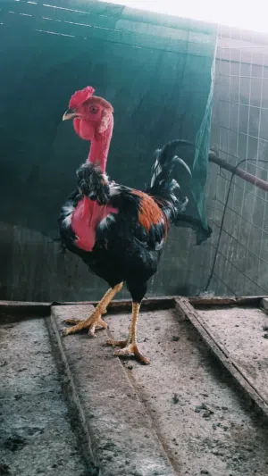 ديج ابوركيبه