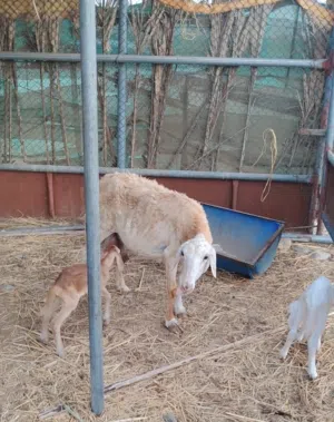 جاعده يمنية ولوووود ما شاء الله وتحتها كبشين تهجين سوداني