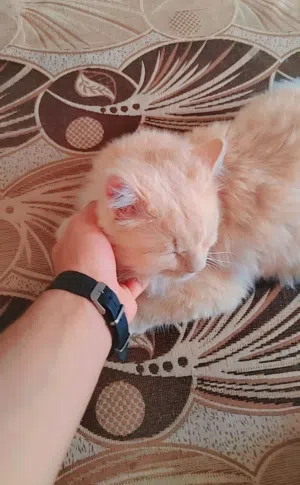 علي فرحان مجرول 