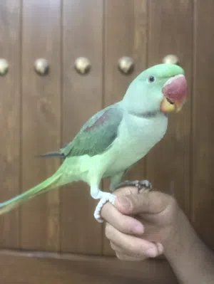 ببغاء للبيع ، نيبالي ،، درة