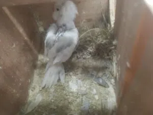 سلام عليكم متوفر بي فضل لله كوبيه بركديلو كوبيه حجم ونضافه لاقوة لا بلله. تحته فراخ
