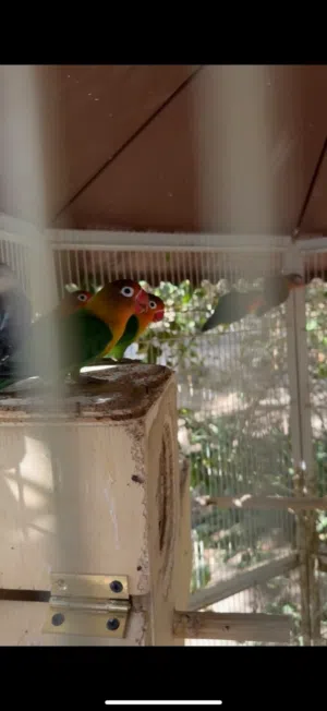 ببغاء  مع بياضات