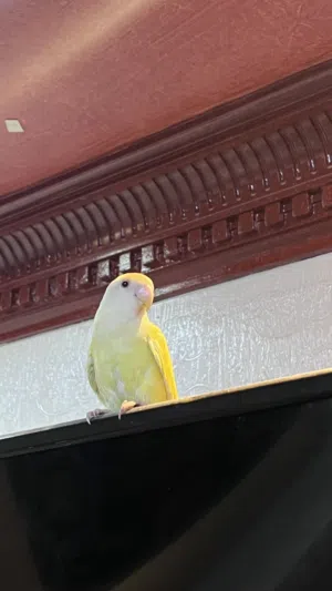 روز اليف جداً