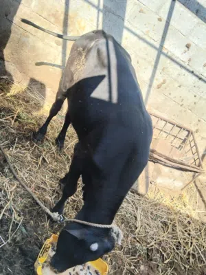 ثور ظفاري فووول سمنه