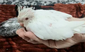 Beautiful Albino cocktail babies and love birds babies available