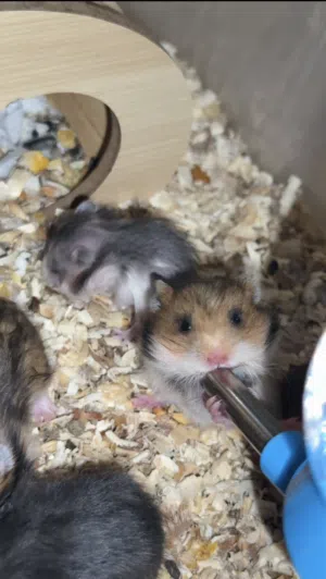 هامستر سوري اطفال وكبار وعمر متوسط