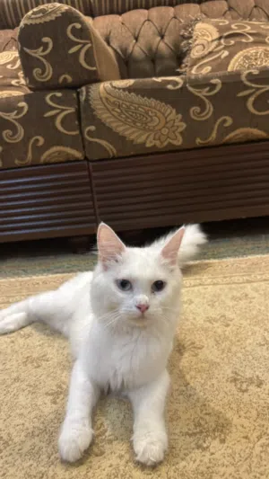 قطه للتبني