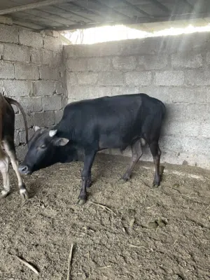 للبيع ثيران محليات مطعومات ماشالله