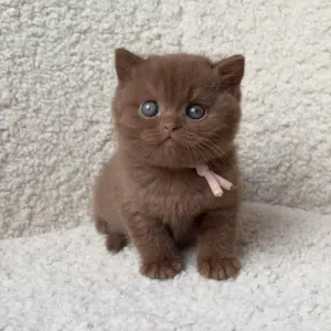 Adorable purebred kittens