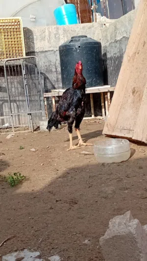 ديك باكستاني حر نحب الأول البيع