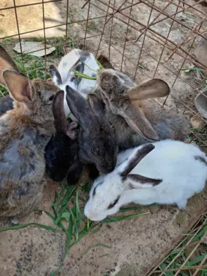 ارانب للبيع اقراا الوصف