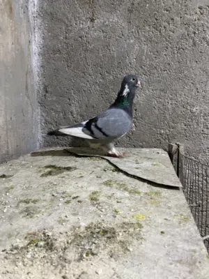 طيره بلقه + طيره بوزاي حمره حبكين