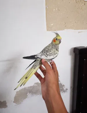 ببغاء كوكتيل ترويض داخلي او خارجي
