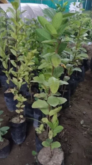 يتوفر شتلات الجوافة التايلندي القزم ترقيد هوائي طول الشتلة قريب متر شتلات احجامهن طيبه سعر الشتلة 4