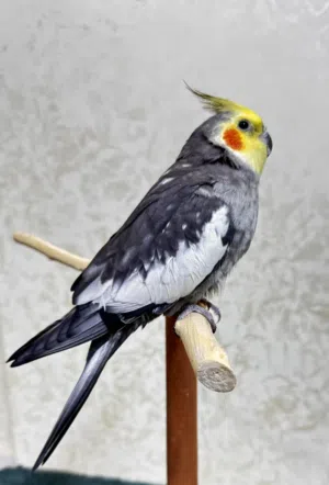 ذكر كوكتيل ايزابيل - ذكر أليف - العمر سنة ونص - مغرد وبرفع رجل وبرقص - متاح فيديو - كوكاتيل اليف