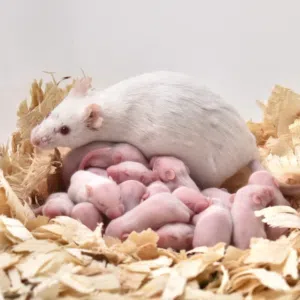 مايس تجارب وتاكيل زواخف كلمني واتي